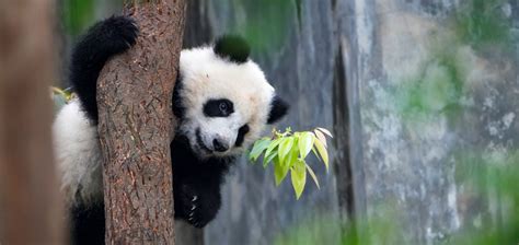 China Panda 的图像结果