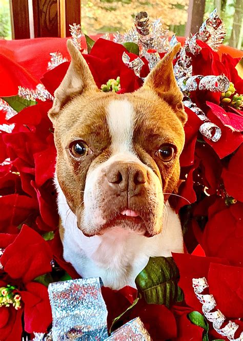 Buffalo Pug & Small Breed Rescue, Inc.