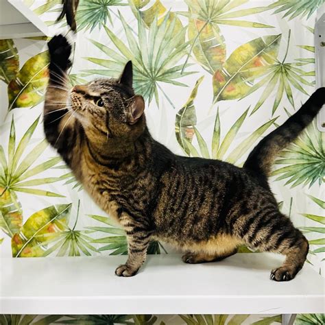 Maneki Neko Cat Rescue Bake and Craft Sale, Bunnings Warehouse ...