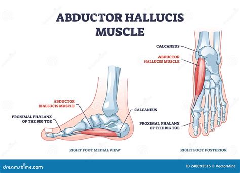 Muscular Abductor Hallucis