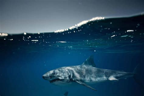 Why Great White Sharks Steer Clear of New Jersey’s Coastline - Animals ...