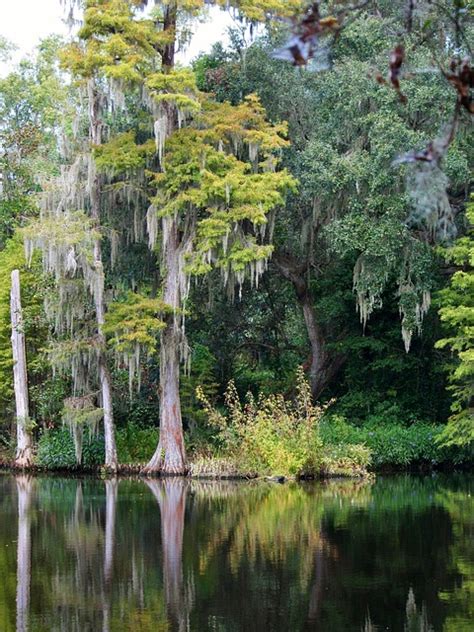 Swamp Moss 的图像结果