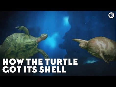 Image result for How the Turtle Got Its Shell Tale