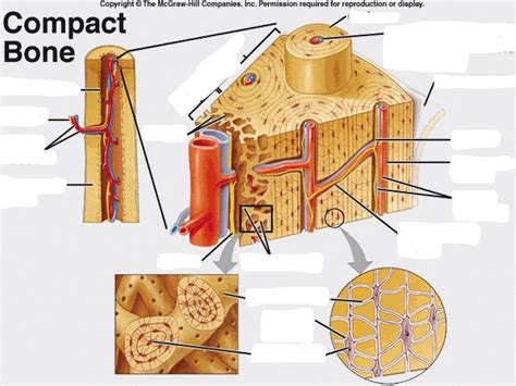 Microscopic Bone Matrix Figure 的图像结果