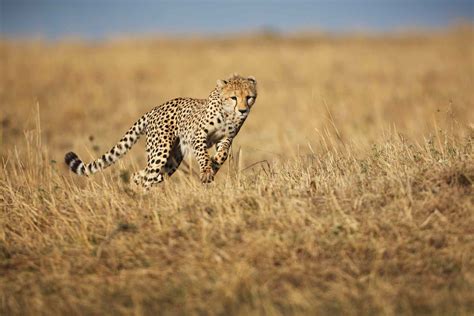 11 Animals That Live in the Savanna
