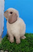 Image result for Chocolate Holland Lop Rabbit