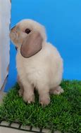 Image result for Holland Lop Dwarf Bunny