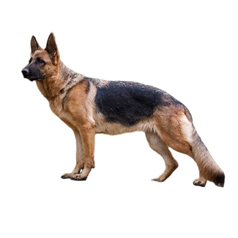 Average German Shepherd Weight