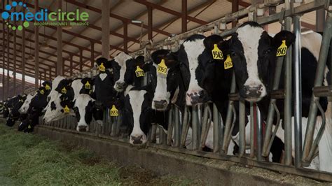 Cattle as Hosts for Human and Bird Flu Viruses: A Potential Public ...