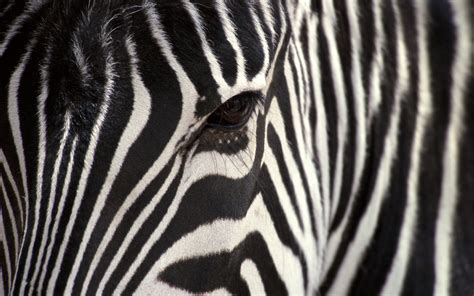 Image result for Zebra Carpet Python