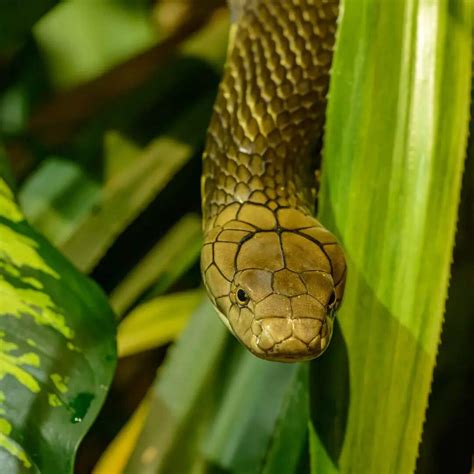 Which Spices are enemy of Snakes know How to get rid of Snakes - सांपों ...