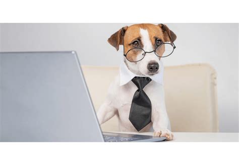 National Take Your Dog to Work Day 2023 (US): All You Need To Know!