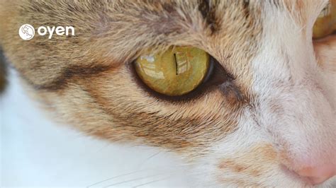 Do Cat Eye Infections Go Away On Their Own at Alyssa Massy-greene blog