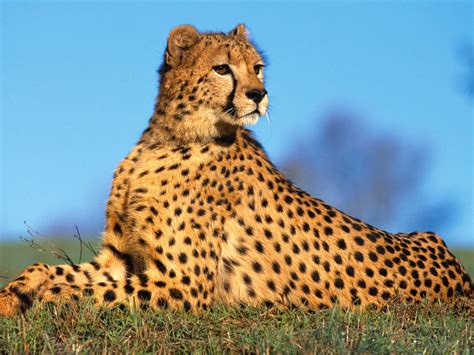Cheetah | The Life of Animals