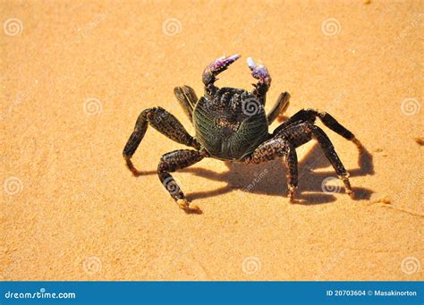 Crab Walking stock photo. Image of island, lost, crab - 20703604