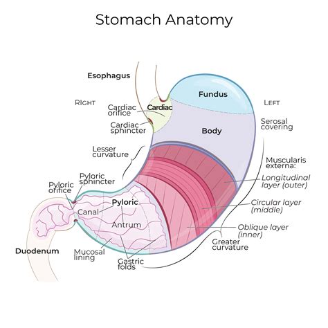 Gastric Anatomy
