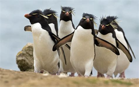 Charming Rockhopper Penguins HD Wallpaper