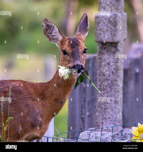 Deer Eating Geranium Flowers at Alana Toomey blog