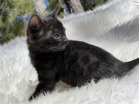 Melanistic Bengal Cat