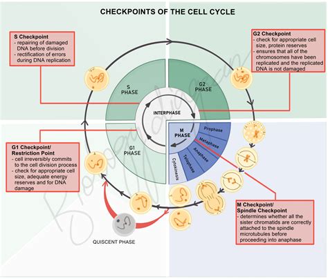 Cell Cycle: Progression Through Interphase and M Phase