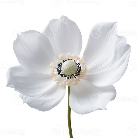 Anemone flower png White Anemone flower png Anemone png flower png ...