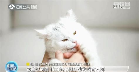 扬州女子得罕见“猫抓病”医生：没有疫苗_荔枝网新闻