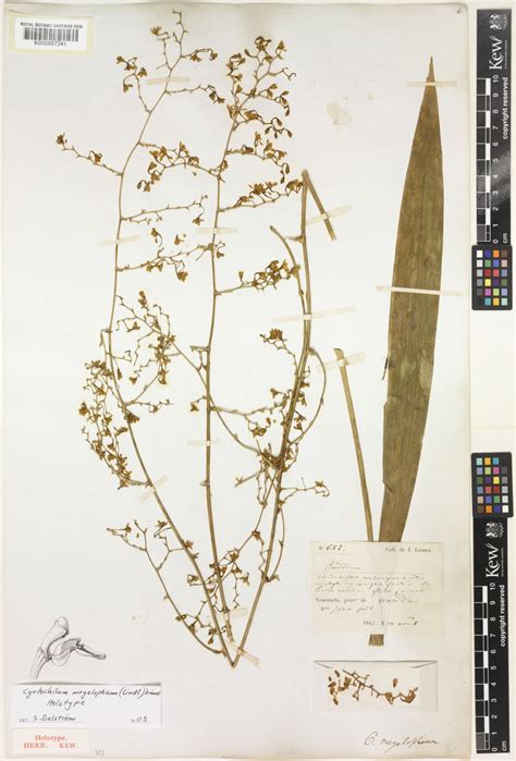 Cyrtochilum megalophium (Lindl.) Kraenzl. | Plants of the World Online ...