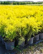 Image result for Arborvitae Seeds