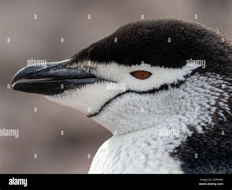 Chinstrap penguin, Pygoscelis antarctica, at Hannah Point, South ...