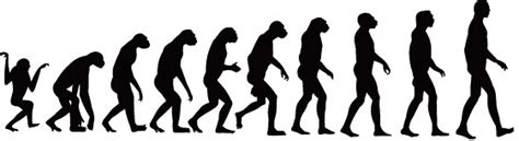 Image result for Evolution Vector