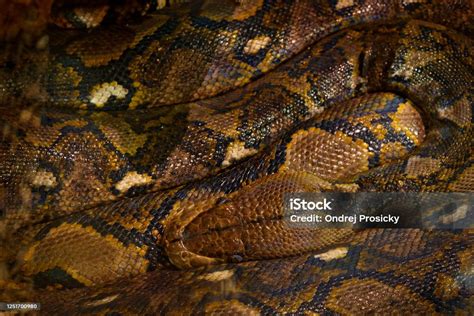 Giant Reticulated Python 的图像结果