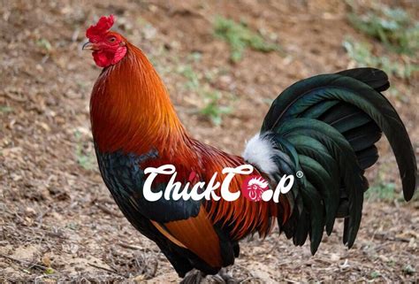 American Game Bantam (AGB) | ChickCoop® Blogs