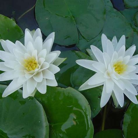 White Water Lily Plants