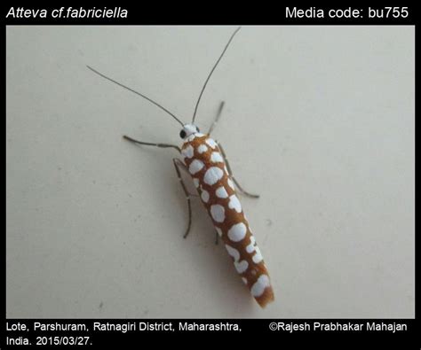 Atteva fabriciella (Swederus, 1787) - Ailanthus Webworm Moth | Moths