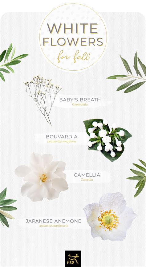 Types Of White Flowers And Their Names at Jordan Judah blog