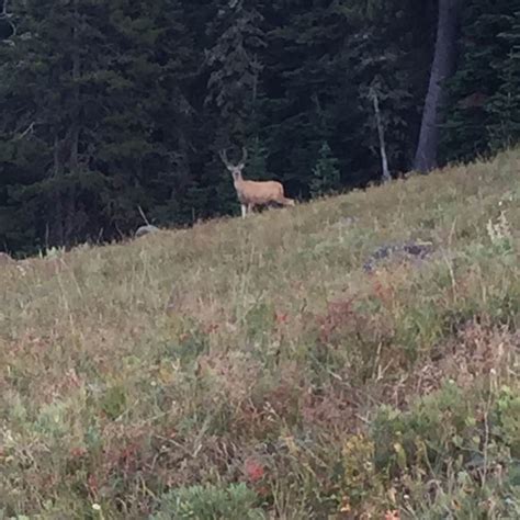 Ranger Creek Camping | Wolf, Wyoming