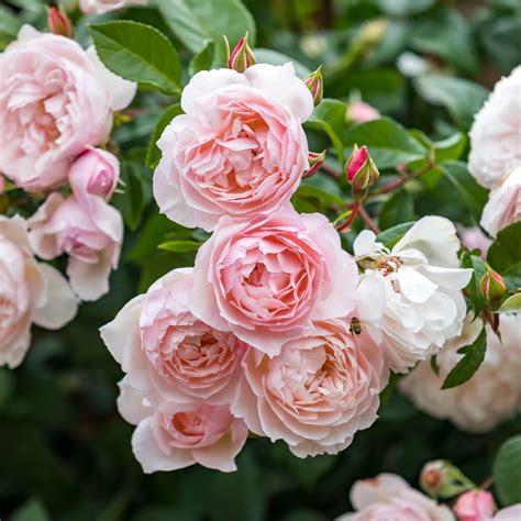 Repeat Flowering Climbing Roses - Home Alqu