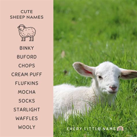 180+ Best Sheep Names (Cute, Funny, and Creative) - Every Little Name