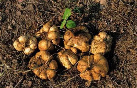 凉薯的种植方法，做好这几点，轻松收获自己种植的凉薯