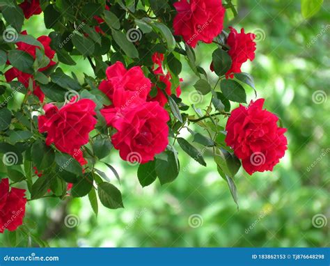 Beautiful Red Rose Bush Red Roses in Garden, Floral Background. Spring ...
