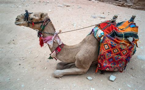 Camel for transporting tourists traditional bedouin transport camel ...