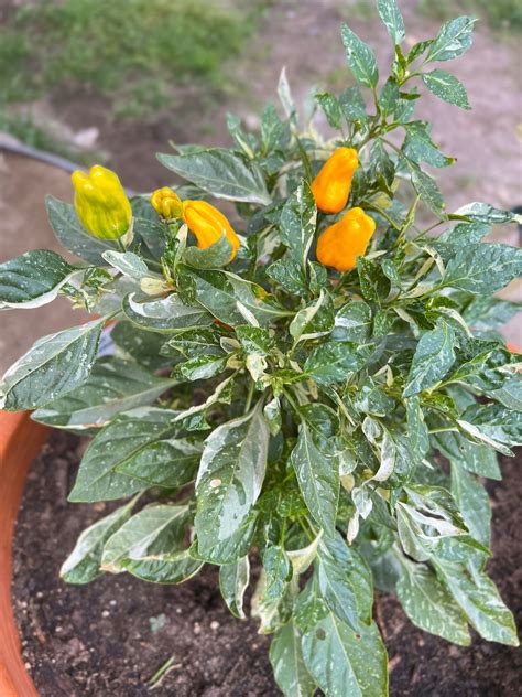 Orange Fish Pepperoncini Pepper 12 Seeds - Etsy