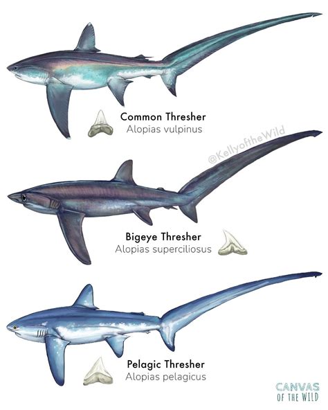Bigeye Thresher Shark