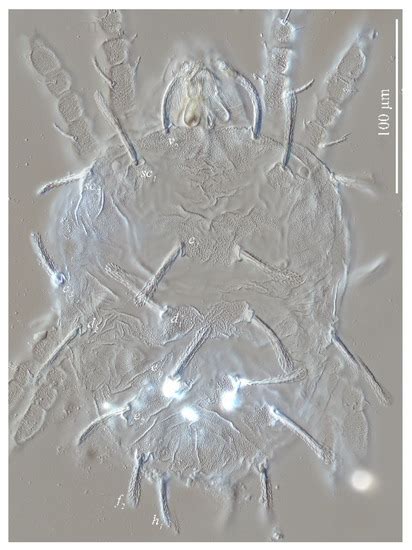 Insects | Special Issue : Mite Nature: Taxonomy, Behavior and Dispersion