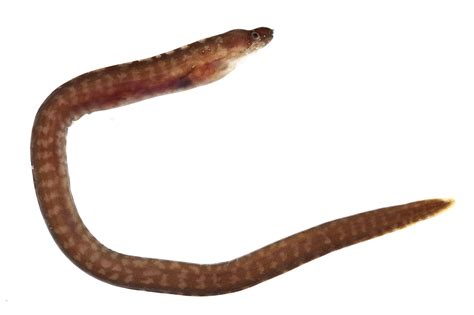 10 Mind-blowing Facts About Fishing - Facts.net