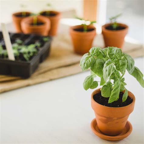 The Ultimate Guide to Growing, Caring for & Harvesting Basil Plants