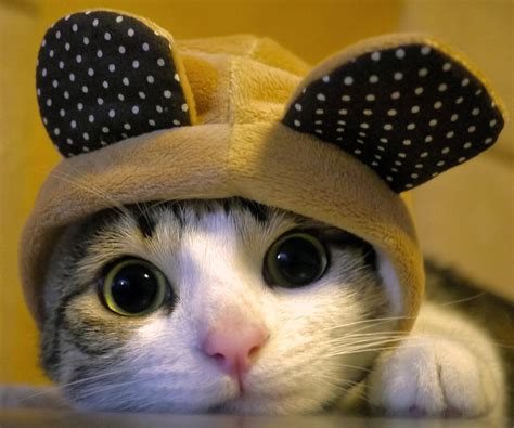 World Cutestwallpaper 的图像结果