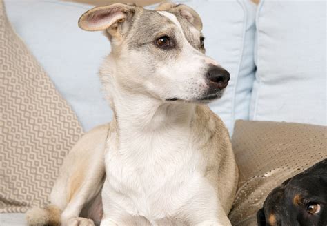 Dangerous Foods for Dogs - FOUR PAWS International - Animal Welfare ...