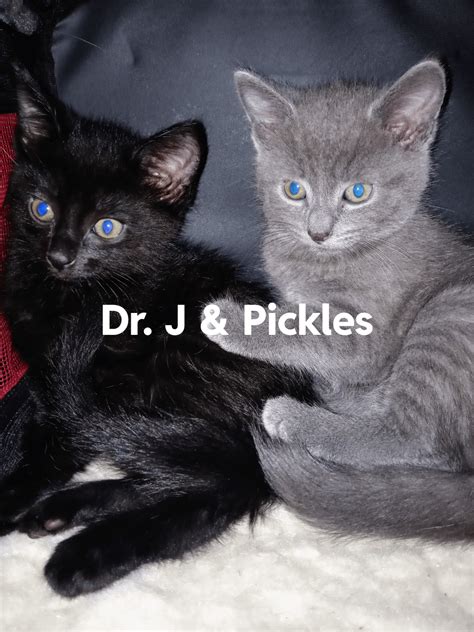 8 week old kittens I adopted this week😍 brother and sister. : r/kittens