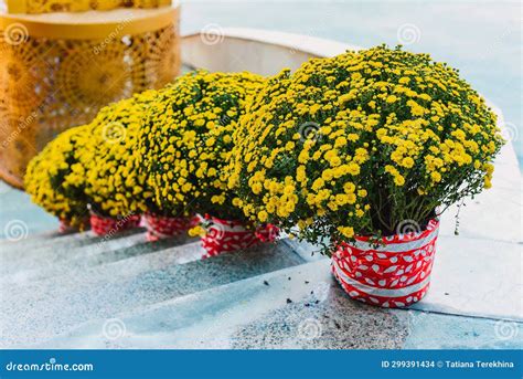 Decoration and Chrysanthemums Flowers As Symbol of Wealth for Tet Lunar ...
